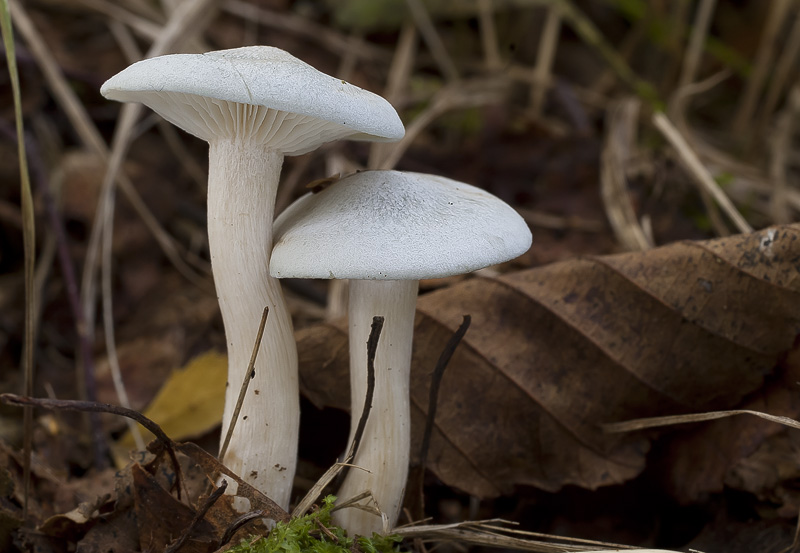 Clitocybe odora